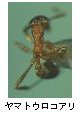 ヤマトウロコアリ