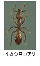 イガウロコアリ