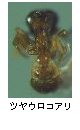 ツヤウロコアリ