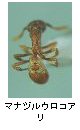 マナヅルウロコアリ