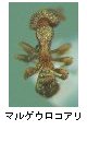 マルゲウロコアリ