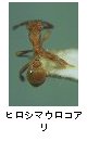 ヒロシマウロコアリ