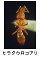 ヒラタウロコアリ