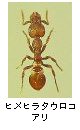 ヒメヒラタウロコアリ
