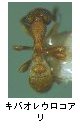 キバオレウロコアリ
