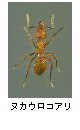ヌカウロコアリ