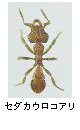セダカウロコアリ