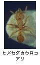 ヒメセダカウロコアリ