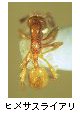 ヒメサスライアリ