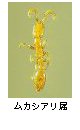 ムカシアリ属