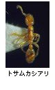 トサムカシアリ