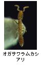 オガサワラムカシアリ