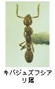 キバジュズフシアリ属