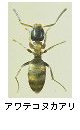 アワテコヌカアリ