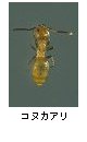 コヌカアリ