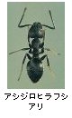 アシジロヒラフシアリ