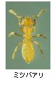 ミツバアリ