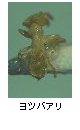 ヨツバアリ