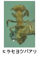 ヒラセヨツバアリ
