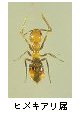 ヒメキアリ属