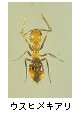 ウスヒメキアリ