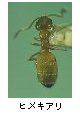 ヒメキアリ
