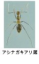 アシナガキアリ属