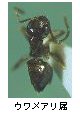 ウワメアリ属