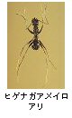 ヒゲナガアメイロアリ
