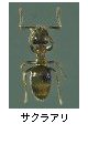 サクラアリ