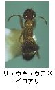 リュウキュウアメイロアリ