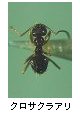 クロサクラアリ