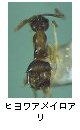 ヒヨワアメイロアリ