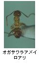 オガサワラアメイロアリ