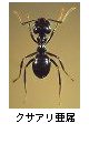 クサアリ亜属