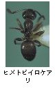ヒメトビイロケアリ