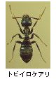 トビイロケアリ