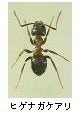 ヒゲナガケアリ