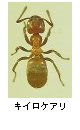 キイロケアリ