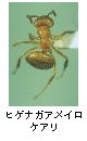 ヒゲナガアメイロケアリ