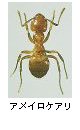 アメイロケアリ