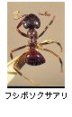 フシボソクサアリ