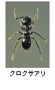 クロクサアリ