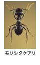 モリシタケアリ
