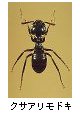 クサアリモドキ