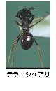 テラニシケアリ
