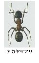 アカヤマアリ