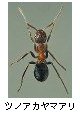 ツノアカヤマアリ