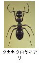 タカネクロヤマアリ 
