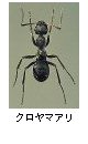 クロヤマアリ